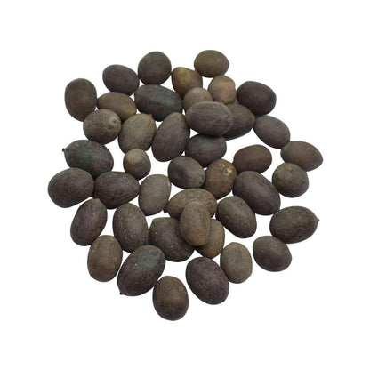 Kamal Gatta Seeds | Lotus Seeds 108 pcs | For Raw Lotus Seeds (for Pooja, Laxmi Havan, Home Gardening)